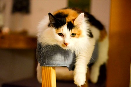 Calico Cat photo