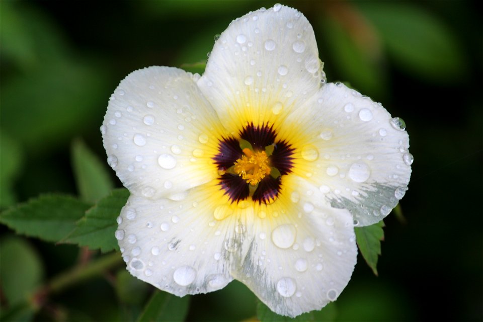Bokeh Photo Of White Flower