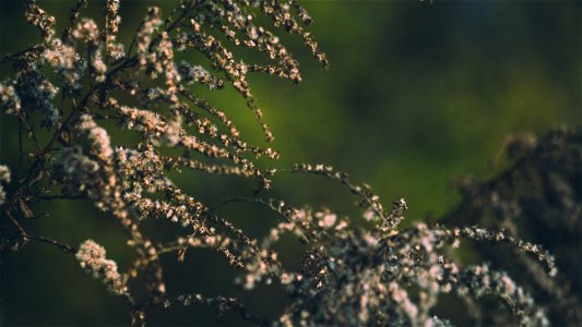 Close Up Photo Of Tree Branches photo