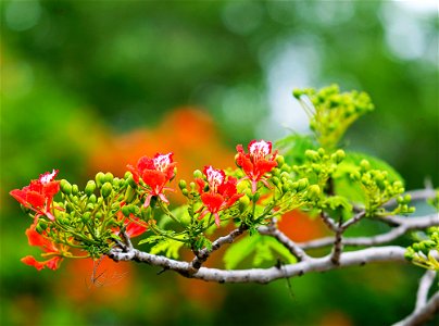 Red Flowers In Tree Photography photo