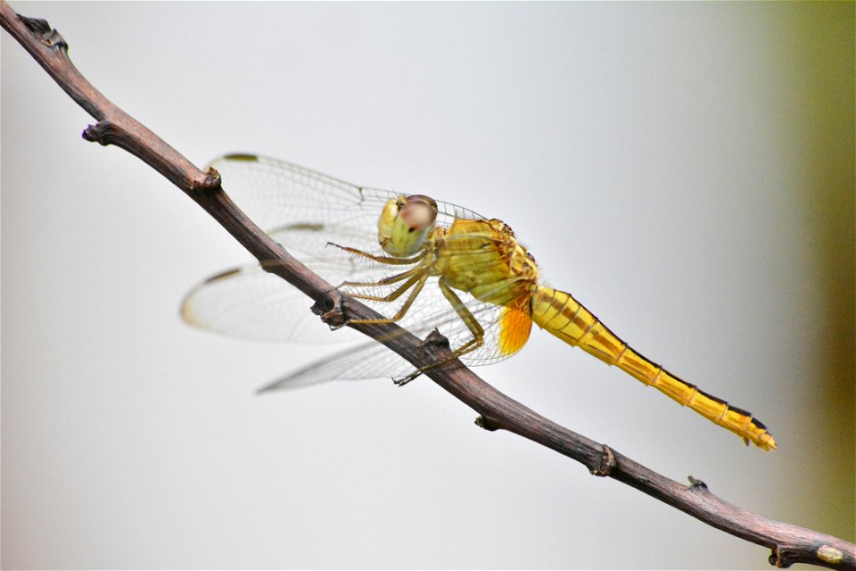 Green Dragonfly On Brown Tree Branch photo