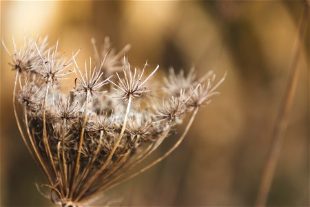 Shallow Focus Photography Of White Boneset Flower photo