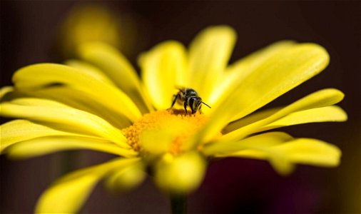 Honeybee Perched On Yellow Petaled Flower In Closeup Photo photo