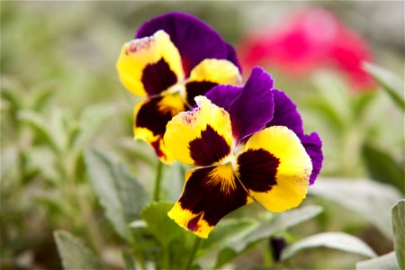 Selective Focus Photography Of Yellow And Purple Petaled Flowers photo