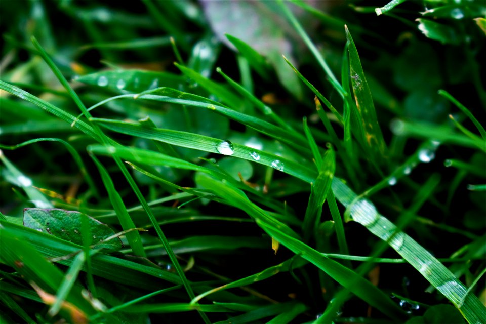 Macro Photography Of Blade Of Grass photo