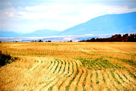 Rice Field photo