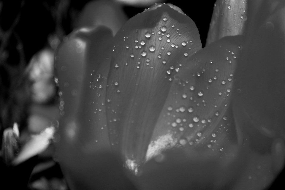 Grayscale White Petaled Flower With Dew