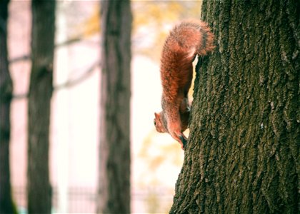 Brown Squirrel On Black Tree photo