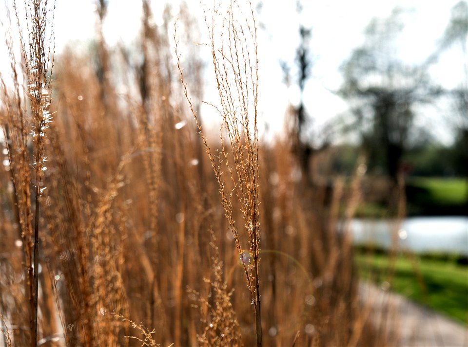 Photo Of Brown Grass Field photo