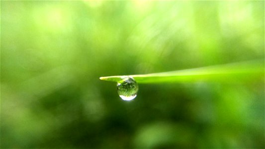 Water Drop On Green Leaf photo