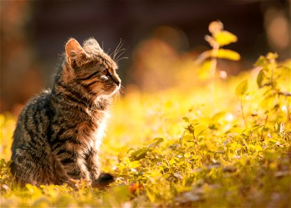 Tabby Kitten Sitting On The Grass photo
