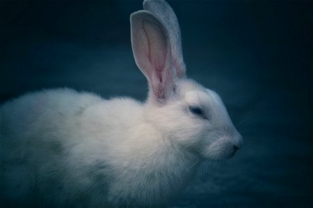 Selective Focus Photography Of White Rabbit photo