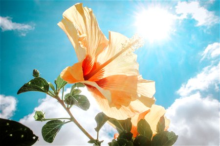 Photography Of Yellow Hibiscus Under Sunlight