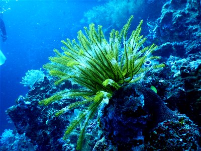 Green Coral Reef Under Water photo