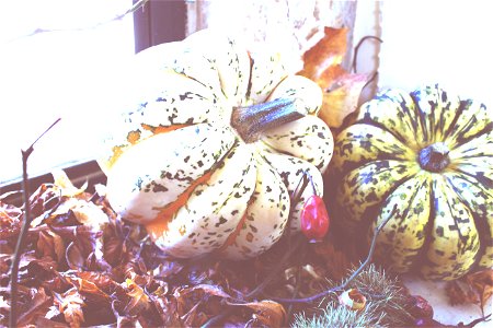 Two Green And Beige Pumpkins photo