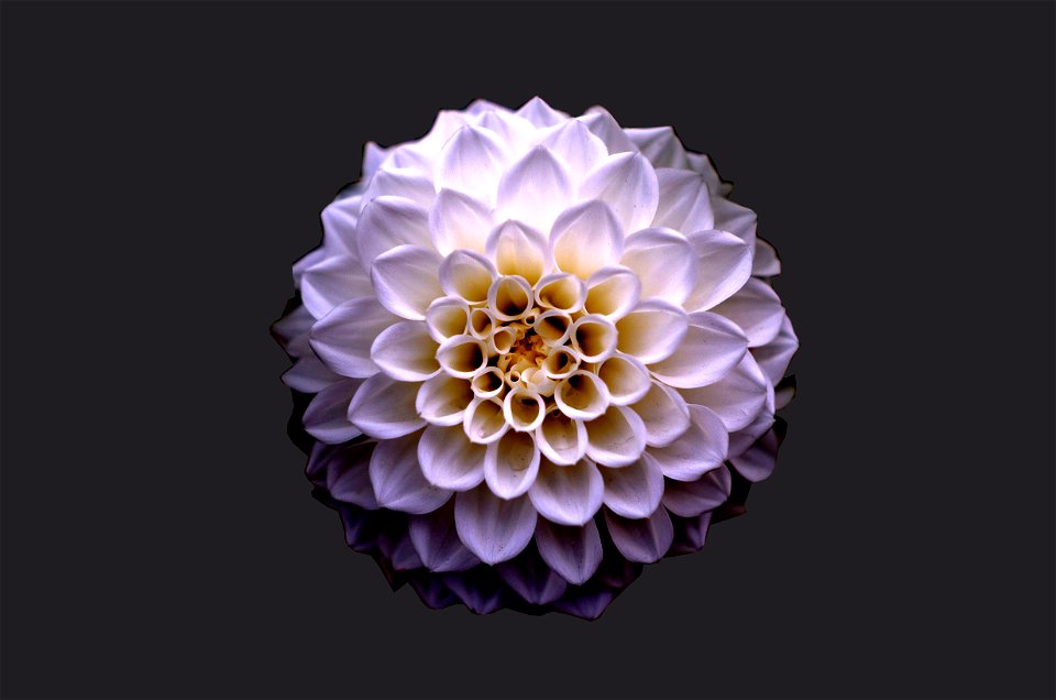 White And Purple Petaled Flower