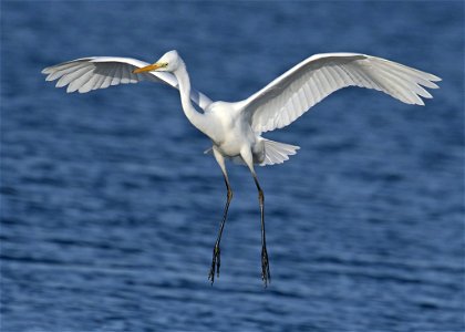 Close-up Photography Of A White Egret photo