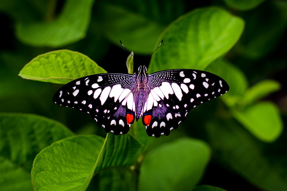 Close-up Photography Of A Butterfly