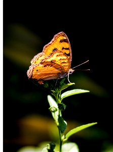 Brown And Gray Butterfly Perching On Plant