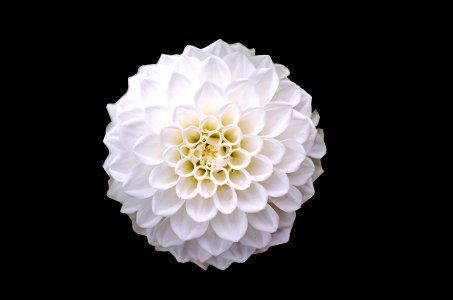 Macro Shot Of White Flower photo