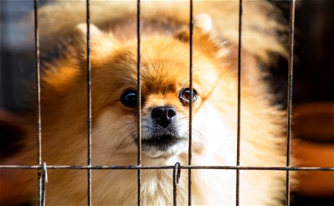 Long-coated Brown Puppy Inside Cage photo