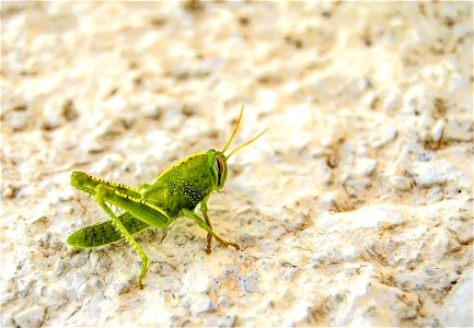 Animal Antenna Biology photo