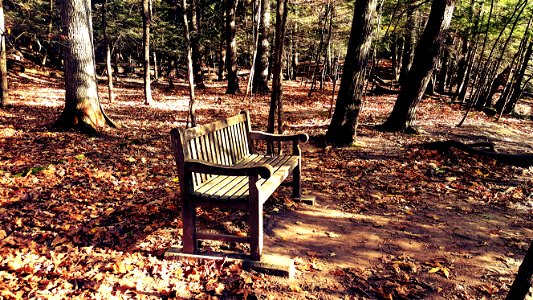 Brown Wooden Bench In The Middle Of Forest photo