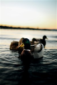 Depth Of Field Photography Of Mallard Duck On Body Of Water photo