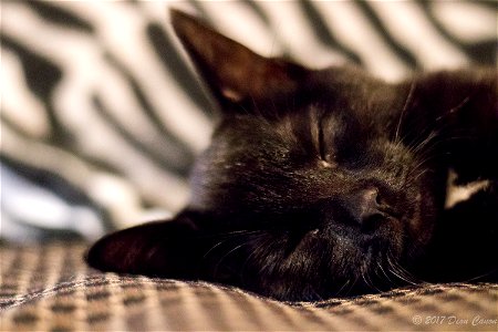 Selective Focus Of Black Cat Photo photo