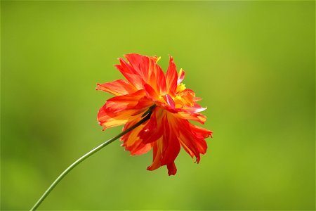 Tilt Shift Photography Of Red And Yellow Flower photo