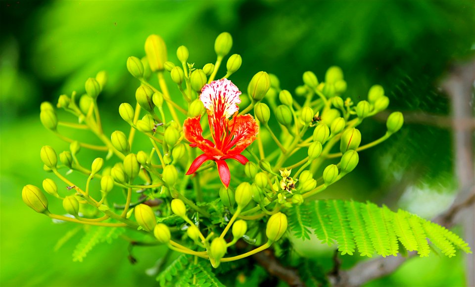Selectorized Photography Of Red Petaled Plant