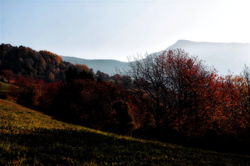 Brown And Green Forest photo