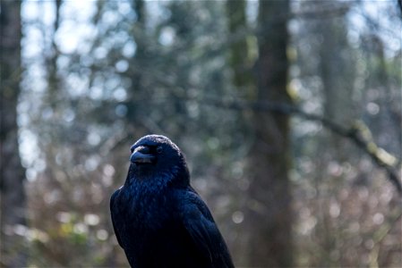 Black Bird Surrounded By Trees During Daytime photo