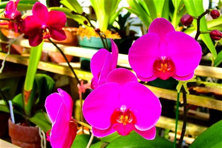 Pink Moth Orchids