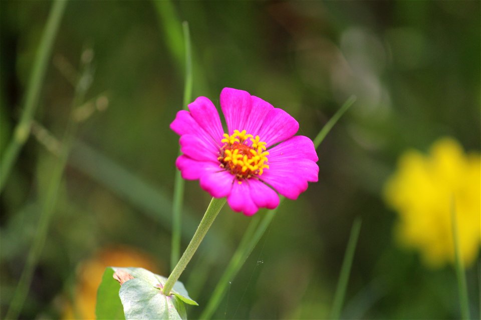 Purple Petaled Flower Bloom