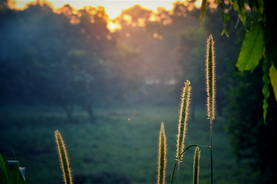 Green Plants During Sunrise