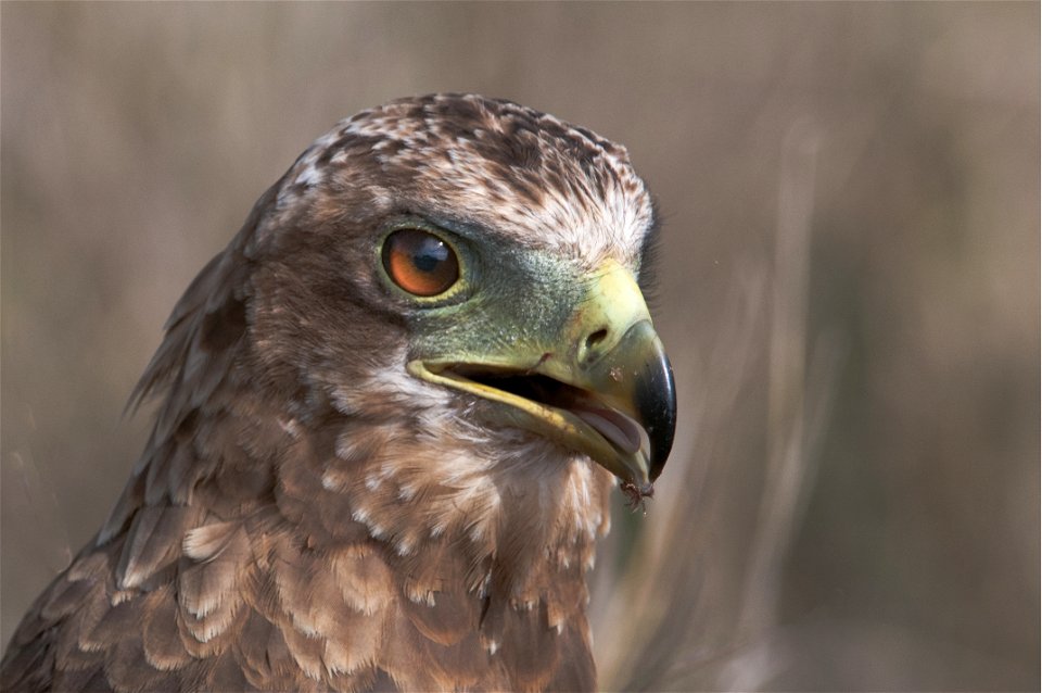 Closeup Photo Of Falcon