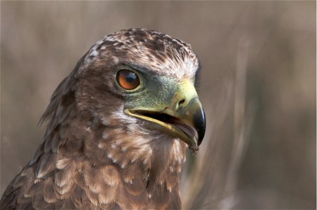 Closeup Photo Of Falcon photo