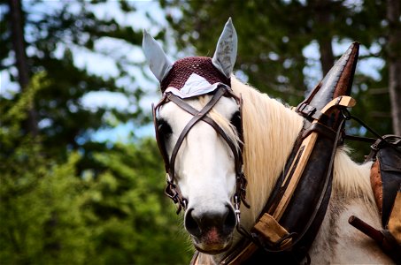 Selective Focus Photography Of White Horse photo