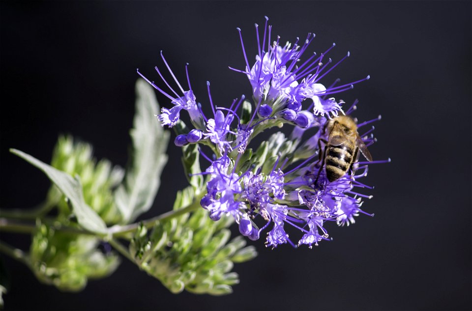 Honeybee Perched On Purple Petaled Flower Closeup Photography