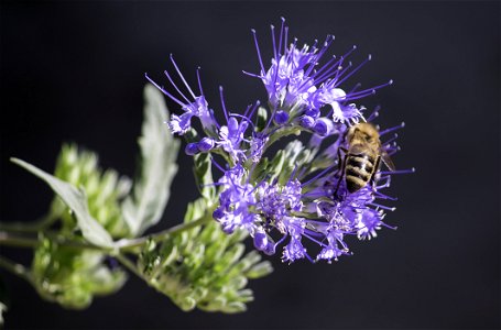 Honeybee Perched On Purple Petaled Flower Closeup Photography photo