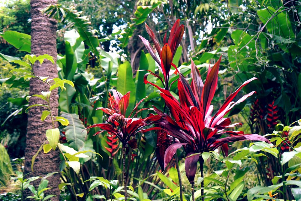 Assorted Green Plants