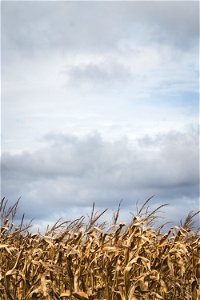 Corn Field Under Dark Sky photo