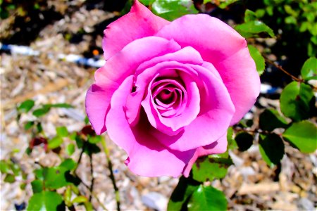 Pink Flower Macro Photography photo
