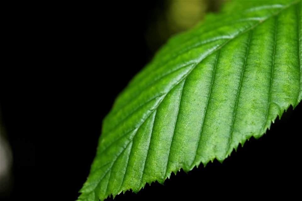 Green Leaf