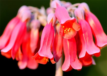 Close Up Photography Of Pink Flowers photo