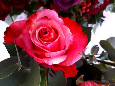 Red Rose