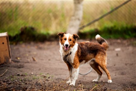 Border Collie Outdoor Near Brown Wooden Dog House photo