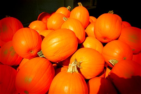 Pumpkin Lot photo