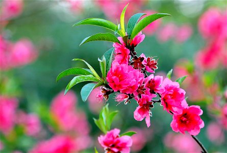 Pink Flowers photo